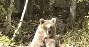Yüksekovalı doğasever Nemrut'un ayılarını görüntüledi