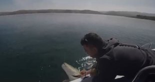 Yakaladığı 40 kiloluk dev Fırat turnasını popülasyonu korumak için tekrar suya bıraktı