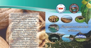 Adilcevaz'da "26. Ceviz Festivali ve Kültür Etkinlikleri" düzenlenecek