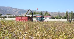 Muş'ta 15 bin dekara ekilen silajlık soyanın hasadı yapıldı