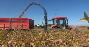 Muş'ta 15 bin dekar alana ekilen silajlık soyanın hasadı yapıldı