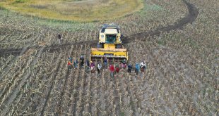 Depremzede mevsimlik tarım işçileri Ağrı'da ayçiçeği hasadında