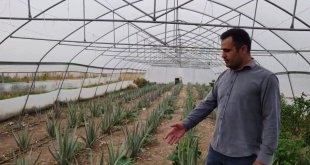Derecik'te ilk kez yetiştirilen aloe vera üreticiyi memnun etti