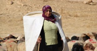 Borçla hayvancılığa başlayan kadın yetiştirici koyun sayısını 30'dan 300'e çıkardı