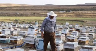 Kanser hastası oğlunu bal ile tedavi eden baba, arıcılığı meslek edindi