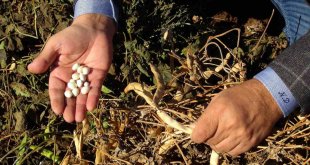 Şiddetli yağmur kuru fasulyeyi vurdu