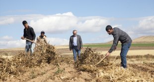 Bitlis'te yağışlar 10 bin dekar alandaki kuru fasulye hasadını aksattı