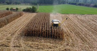 Iğdır'da dane mısır hasadı başladı