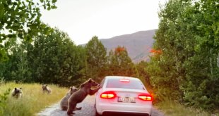 Nemrut'taki ayılar bu kez de araçların yolunu kesti