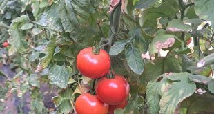Adilcevaz'daki seralarda domates üretimi devam ediyor