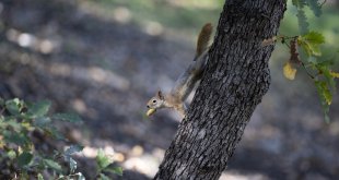 Kış hazırlığındaki sincaplar Munzur Vadisi'nde besin ararken görüntülendi
