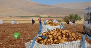 Malatya'da patates hasadı