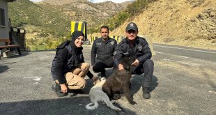 Kaymakam ve eşinin yol kenarında bitkin halde bulduğu köpek yavruları sahiplendirildi