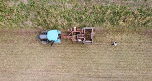 Erzincan Ovası'nda yetiştirilen şeker pancarı 1800 çiftçiye geçim kaynağı oluyor