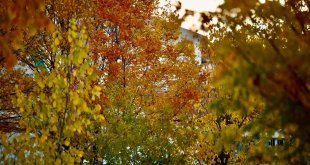 Sararan yapraklar toprakla buluştu