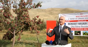 Muş'ta elma hasadına başlandı