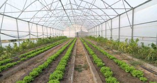 Çukurca seralarında 4 mevsim üretim yapılıyor