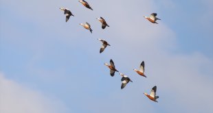 Aras Kuş Cenneti'nde 18 yıldır halkalama ve araştırma çalışmaları yürütülüyor