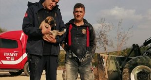 Malatya'da enkaz altında mahsur kalan köpek kurtarıldı