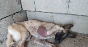 Ayağı kangren olan köpeğe 1,5 saatlik ameliyat