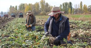 Kars'ta köylüler el birliğiyle şeker pancarını hasat ediyor