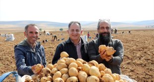 Malatya'da patatesten 6 bin ton rekolte bekleniyor
