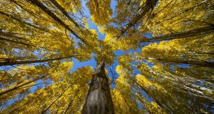 Erzurum'un kırsal mahallelerinde sonbahar renkleri hakim oldu