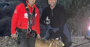 Erzincan'da kayalıklarda mahsur kalan keçi AFAD ekiplerince kurtarıldı
