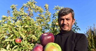 Ahlat elması yurt içi ve yurt dışı pazarında
