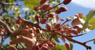 Bitlis'te aşılı menengiç ağaçlarından 15 ton fıstık hasadı yapıldı