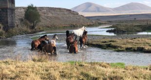 Kars'ta yılkı atları doğal ortamda görüntülendi