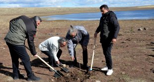 Kars'taki Asboğa Gölü çevresine yaban kuşları için 100 fidan dikildi