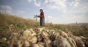 Tunceli'nin Akpazar Ovası'nda 90 çiftçi 1700 dekarda şeker pancarı üretiyor