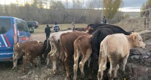 Kars'ta çaldıkları büyükbaş hayvanları satmaya çalışırken yakalanan 2 şüpheli tutuklandı
