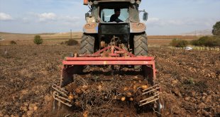 Bitlis'te bu yıl 313 bin ton tohumluk ve yemeklik patates üretimi hedefleniyor