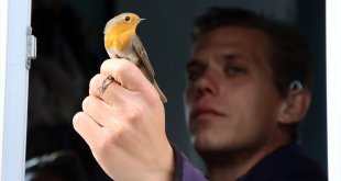 İsveçli kuş bilimci, Iğdır'da halkalama ve araştırma yapıyor