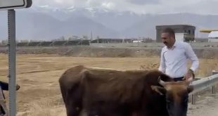 Kara yolundaki bariyerde mahsur kalan inek kurtarıldı