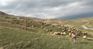 Muşlu çobanlar sigortalı olacak