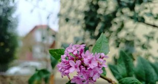 Tunceli'de iki mevsim aynı anda yaşanıyor: Bir yanı kara kış diğer yanında çiçek açıyor