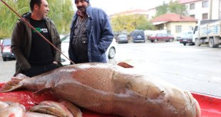 Karasu Nehri'nde oltayla yaklaşık 110 kilogramlık turna balığı yakalandı