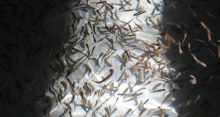 Zengin su kaynaklarının bulunduğu Erzincan'da balıkçılık yaygınlaşıyor