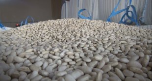 Türkiye'nin yüzde 15'lik kuru fasulye ihtiyacını Bitlis karşılıyor