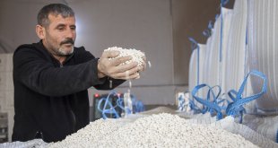 Bitlis'te 20 bin ton kuru fasulye hasadı yapıldı
