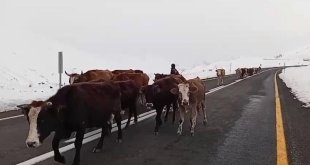 Erzurum'da yaylacıların zorlu yolculuğu