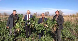Iğdır'da şeker pancarı hasadı başladı
