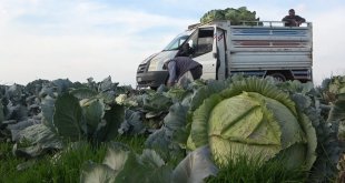 Muş'ta lahana üretiminden 90 milyon lira gelir bekleniyor