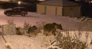Sarıkamış'ta boz ayılar kış uykusunu unuttu