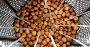 Bitlis'te ceviz üretiminden ekonomiye 700 milyon lira katkı sağlanması bekleniyor