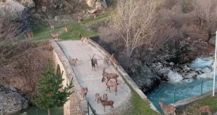 Dağ keçileri köprü üzerinde sürü halinde görüntülendi