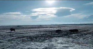 Patnos'ta domuz sürüsü görüntülendi